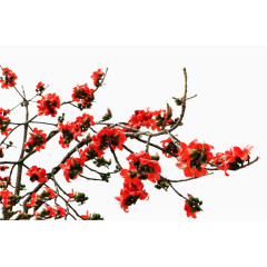 一簇橙色木棉花