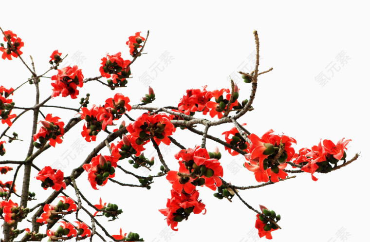 一簇橙色木棉花
