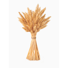 捆成一捆的麦子