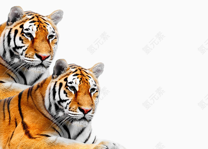 非洲的大型猫科动物高清图片