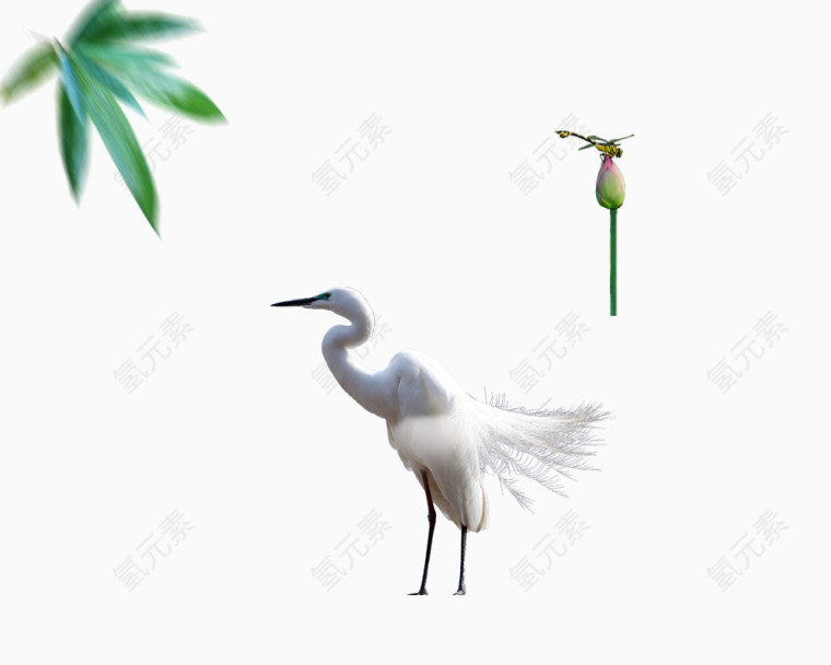 蜻蜓叶子白鹭
