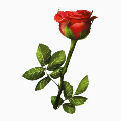 一支漂亮手绘玫瑰花