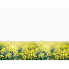 油菜花PPT背景