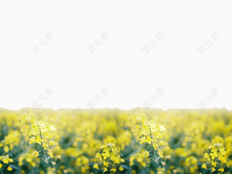 油菜花PPT背景