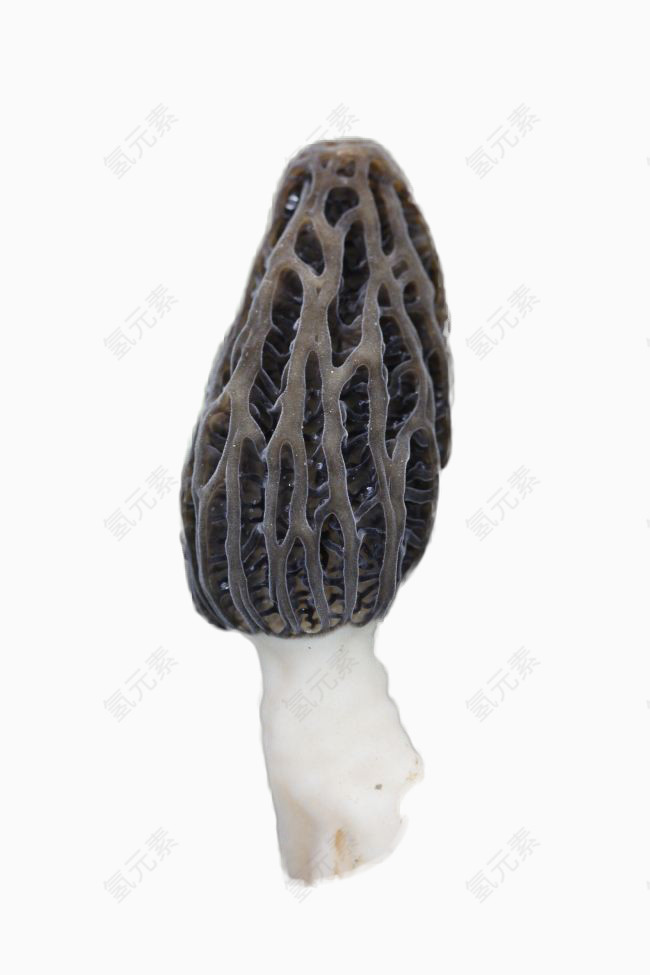 21世纪食品行业褐色的羊肚菌