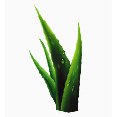 绿色芦荟