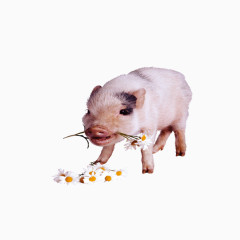 可爱小猪背景图片