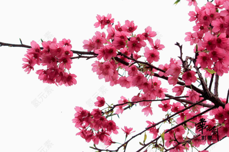樱花盛开