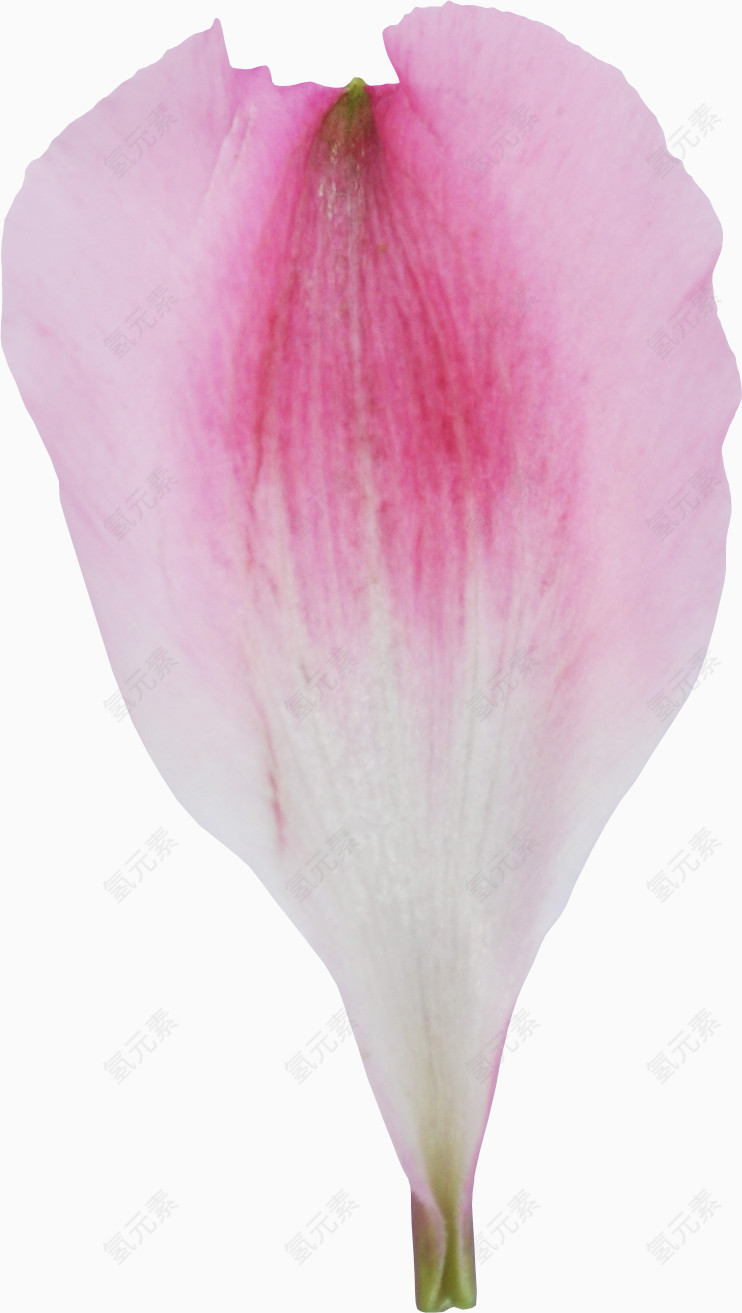 粉色花瓣