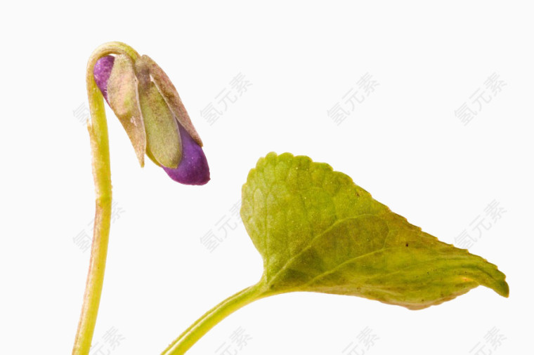 紫罗兰花苞