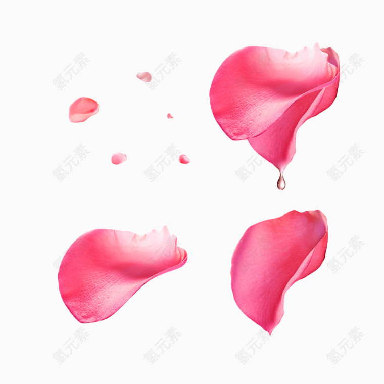 花瓣素材