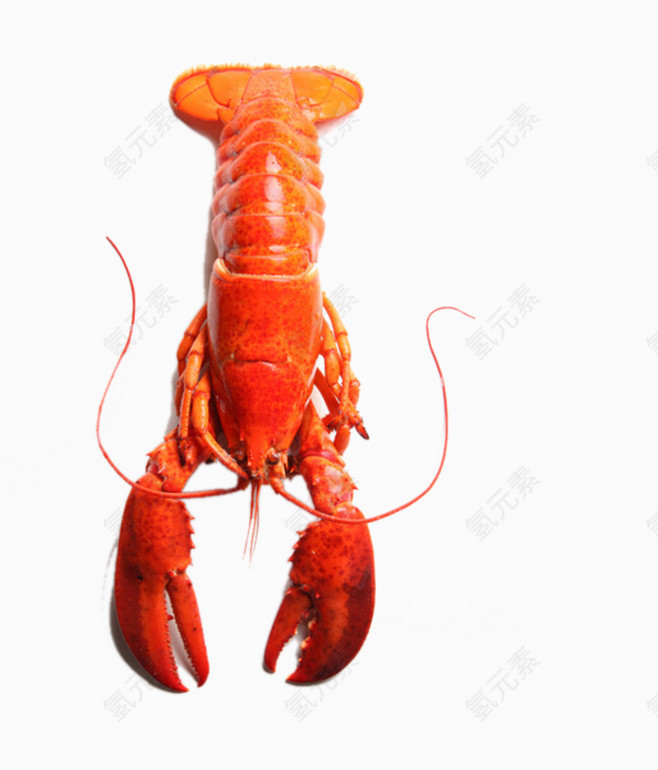 红色龙虾