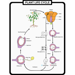 花朵的生长分析图