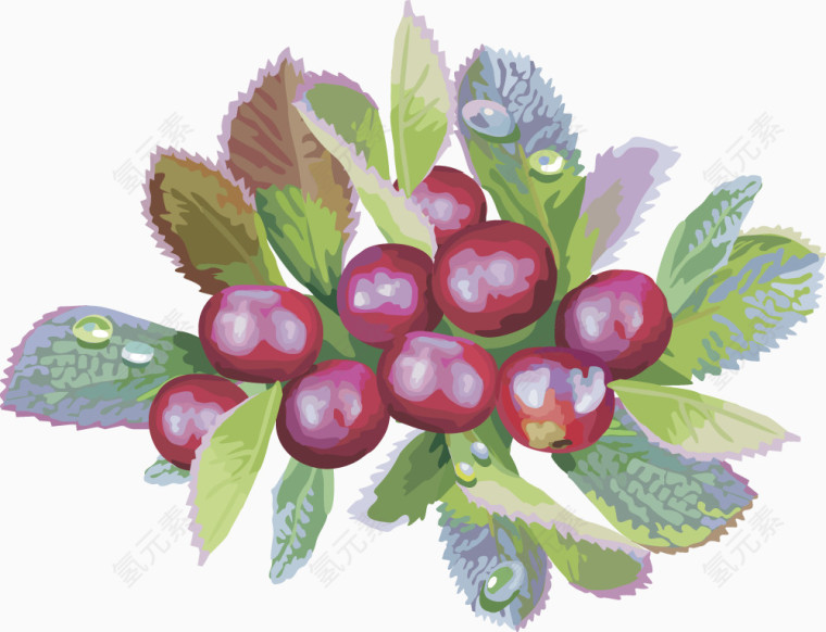 矢量图水果樱桃树莓