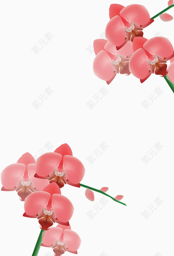 矢量粉色兰花