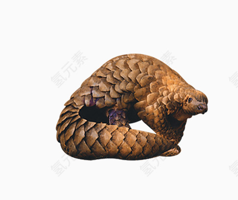 金黄穿山甲