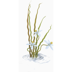 水稻花朵