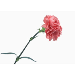 淘宝天猫设计 男装 女装 花朵 花束 鲜花 清新