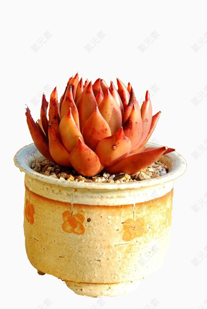 圆盆中的多肉植物