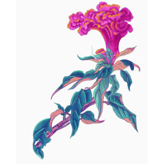 手绘鸡冠花