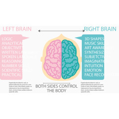 左右大脑对比图表