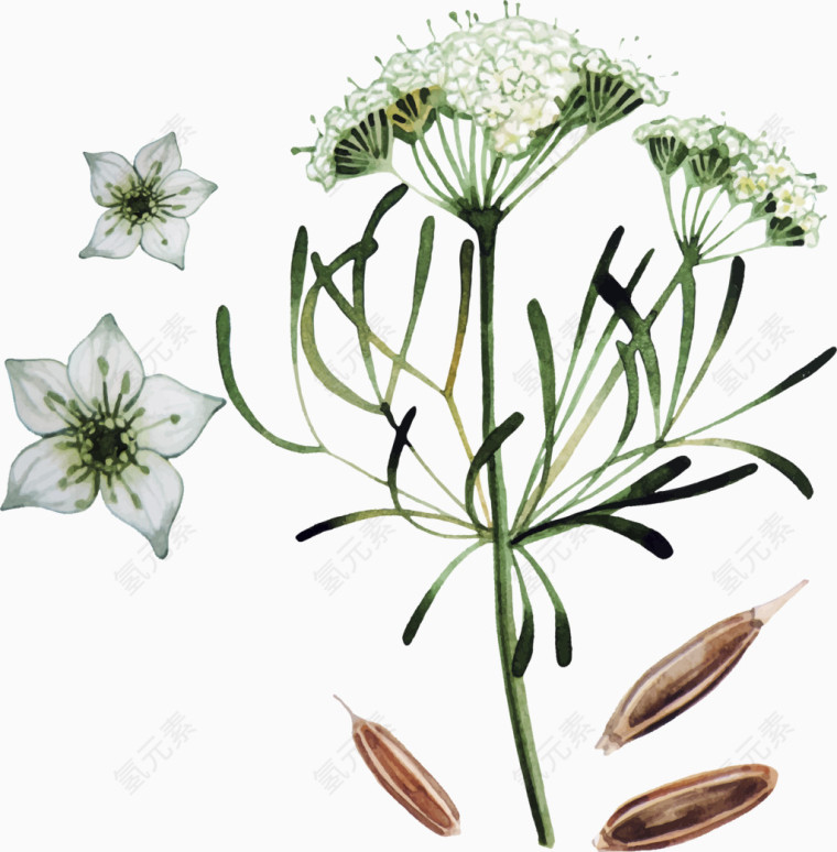 矢量手绘花草