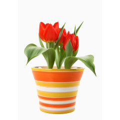 一盆红色郁金香