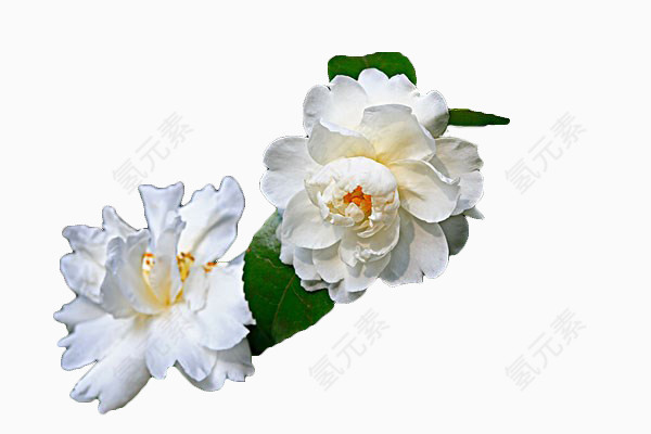 白色茶花