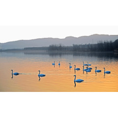 著名景区天鹅湖