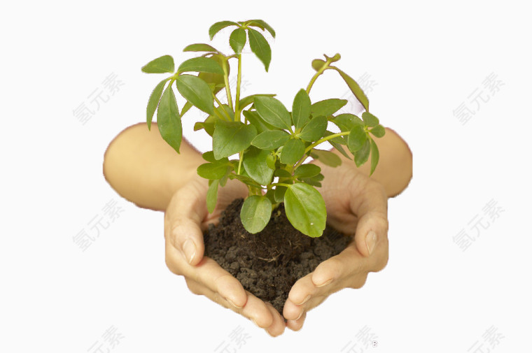 植树节手捧绿植