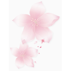 紫荆花