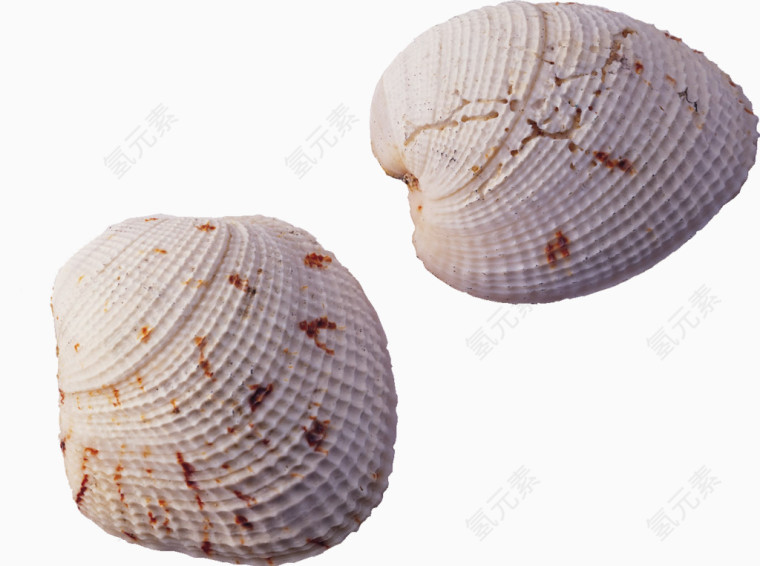 贝壳 海螺