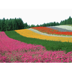 彩虹色花田
