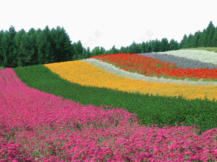 彩虹色花田