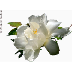 诗情画意白牡丹