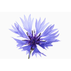 唯美矢车菊花朵