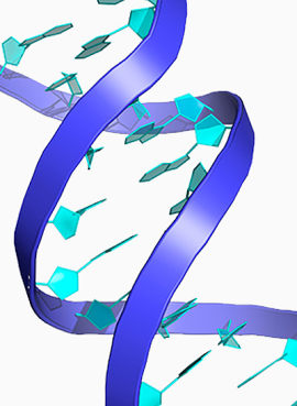 DNA分子结构