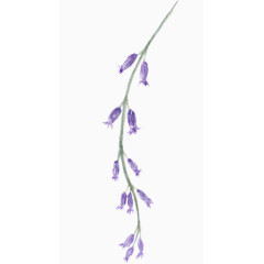 葡萄风信子花朵彩绘