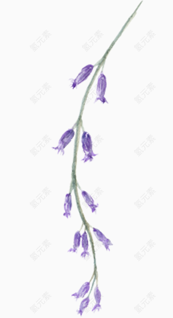 葡萄风信子花朵彩绘
