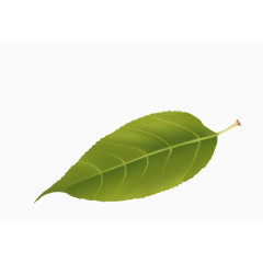 缤纷秋叶设计矢量素材