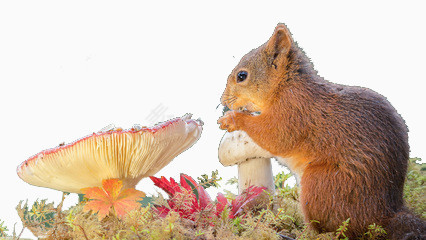 蘑菇和松鼠