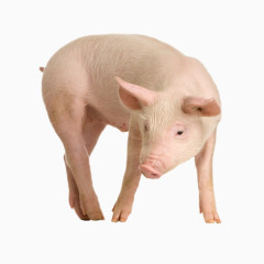 粉红小猪