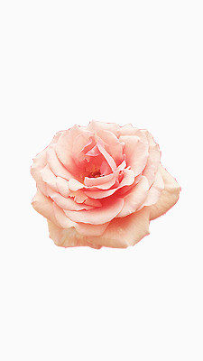 美丽小清新植物花朵玫瑰花