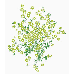 满天星植物素材