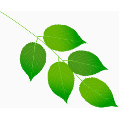 唯美清晰绿色的树叶