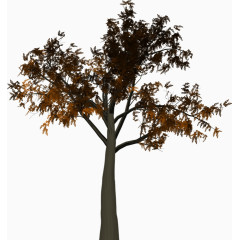 树 植物 分支结构