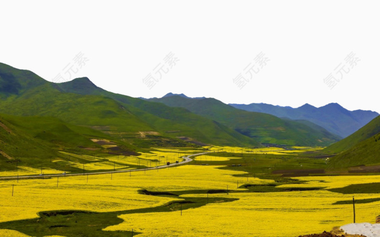 卓尼油菜花美景