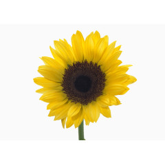 一株向日葵花