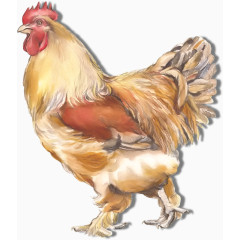 手绘大公鸡