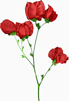 红色玫瑰花